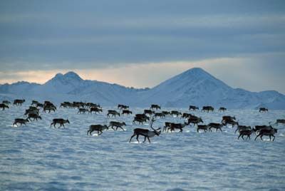 herd of caribou