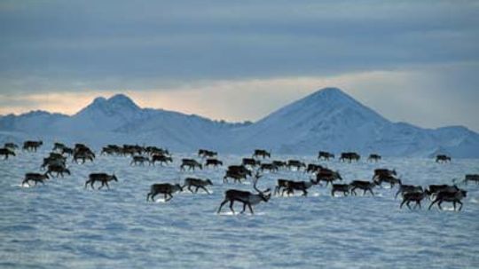 How Animal Migration Works