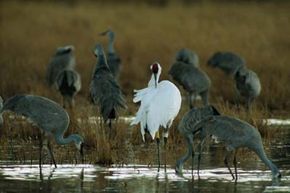At Bosque del Apache National Wildlife Refuge in New Mexico, a whooping crane preens among foragingsandhill cranes.
