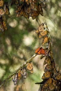 Monarch butterflies migrated to Mexico's El Rosario Monarch Butterfly Reserve for the winter.