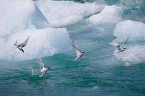Arctic terns fly over icebergs