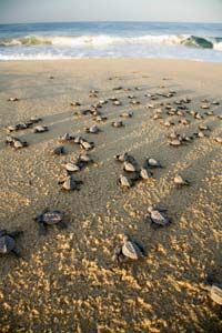 Olive ridley turtles on the beach at Rancho Punta San Cristobal, near Cabo San Lucas
