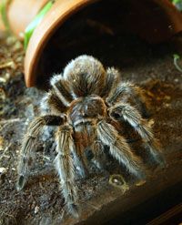 The venom of the Chilean Rose tarantula (shown at the San Francisco Zoo) contains a protein that can help stop heart attacks.