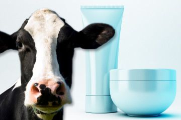 Cosmetic product, with no brand, you can write your own brand on it. Portrait of a Dutch cow