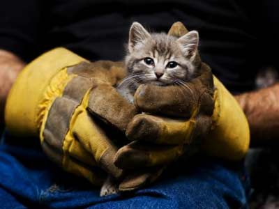 Rescue worker holding kitten.