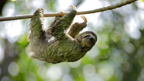 Is That Animal Sanctuary You Want to Visit Legit? - Vimarsana News