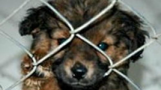 why do dogs get killed at the pound