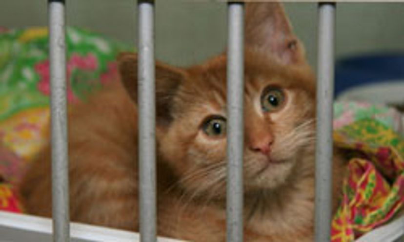 The Ultimate Animal Shelters Quiz