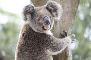 Koalas shouldn’t be called bears since they’re really marsupials. They're not so cuddly either.