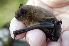 This bat actually looks cute -- and it won’t attack your hair.