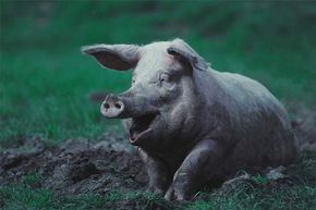 What's that expression: 'happy as a pig in mud'? Pigs have few sweat glands so the mud keeps them cool. They're clean animals otherwise.