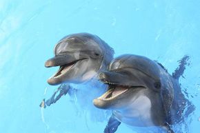 Are those dolphins happy to see you or about to attack? Either way their expressions won’t change.