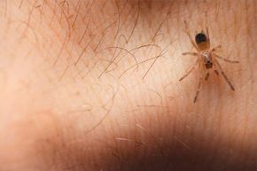 Spiders don't have reason to bite you -- they don’t suck blood and mainly eat insects.