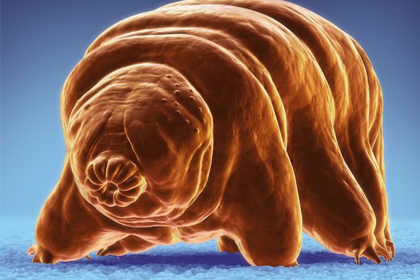 Tardigrades