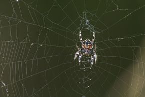 A Darwin's bark spider demonstrates its wondrous web-building abilities at South Africa's Vernon Crookes Nature Reserve.