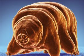Isn't that the cutest microscopic invertebrate you've ever seen? Tardigrades are also way tougher than you'll ever be.