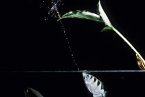 The archerfish fires away with its impeccable aim.