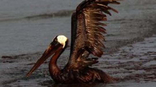 Animals Covered in Oil: Gulf Oil Spill Pictures