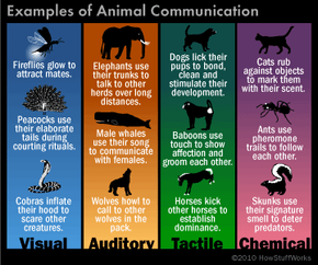 what are the 4 major methods of communication that dogs use