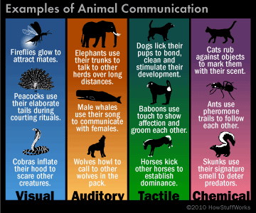 examples of animal communication