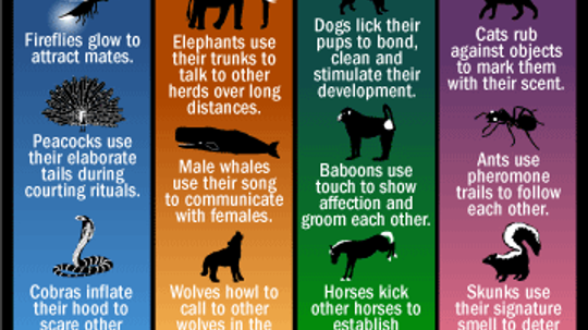 How do animals communicate?