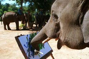 四岁的霍布（Khob）在泰国坎邦省的泰国大象保护中心（Thai Elephant Conservation Centre）绘画时，Khob显得很开朗。查看更多哺乳动物图片。“width=