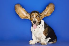 A Basset Hound with outstretched ears.