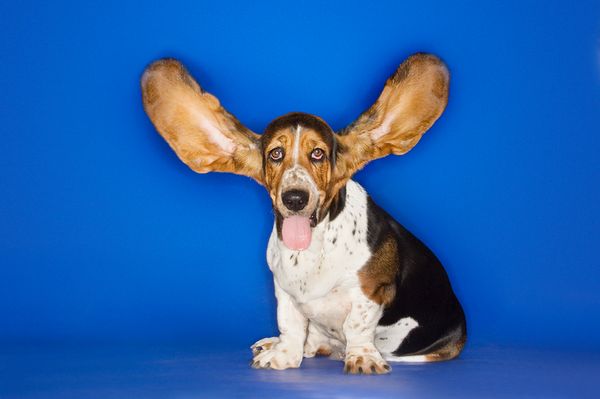 A Basset Hound with outstretched ears.