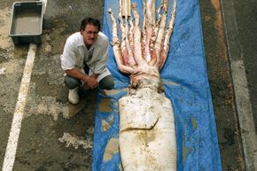 A giant squid, caught off the coast of New Zealand, is displayed at the Wellington dockside.