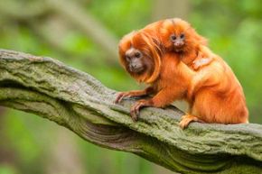 This golden baby tamarin clings tightly to her equally flame-haired mother.