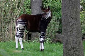 The okapi's brown body and striped legs are perfect camouflage for the forests it lives in.