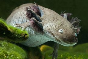 The axolotl can drag itself along lake bottoms, or else swim along the surface. Peculiar but versatile. See more mysterious marine animal pictures.