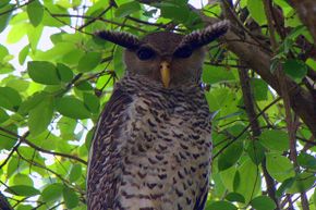 The spot-bellied eagle owl is also known as the devil bird because its high-pitched call sounds like a human scream.