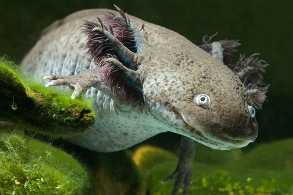 axolotl