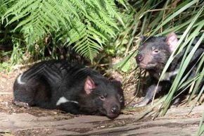 Despite its cartoon reputation for being a whirling dervish, a Tasmanian devil is actually slow and placid. Except at mealtime.