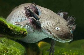 The Mexican Academy of Sciences found an average of 6,000 axolotls for each square kilometer in lakes in 1998. By 2003, this figure had dropped to 1,000 and to a scant 100 by 2008.