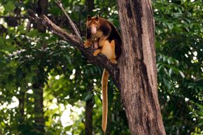 The dingiso is a close relative of this tree kangaroo (shown with her joey) in Indonesia.