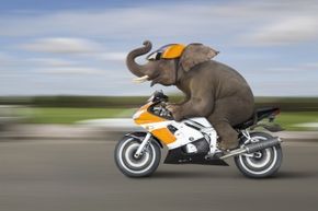 An elephant riding motorcycle.