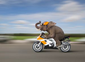 An elephant riding motorcycle.