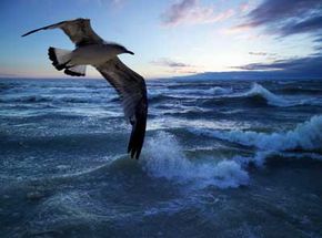 Seagulls are sensitive to barometric changes. It's thought that they return to land if they feel pressure drop.