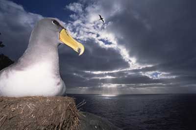 an albatross