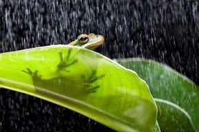 When rain's a-comin', frogs get a-courtin'. That's why they croak so much more.