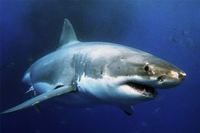 Oceanographers have tracked sharks diving to deeper waters before hurricanes.