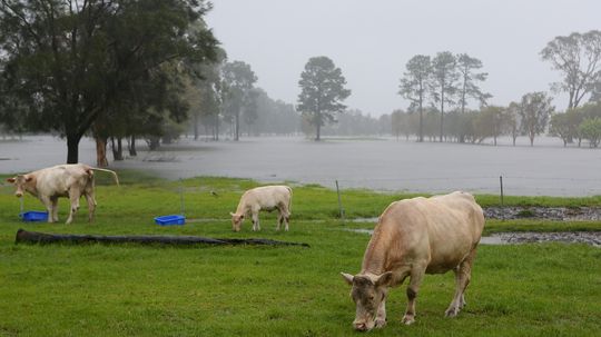 10 Ways Animals Supposedly Predict the Weather