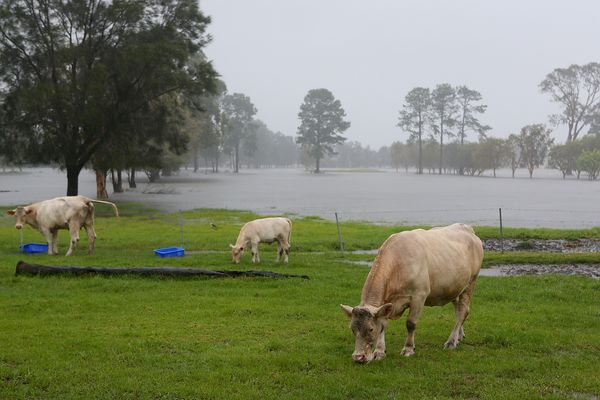cows in rain