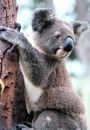 Close-up view of koala bear clinging to tree trunk.
