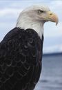 Bald eagle rests on a snag near the water. Haliaeetus leucocephalus.