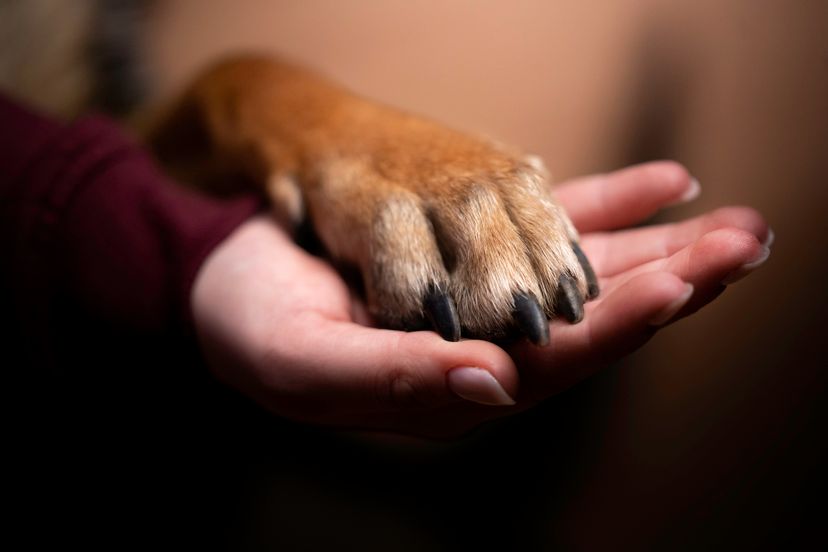 Dogs paw on a human hand. Image of friendship between man and dog.