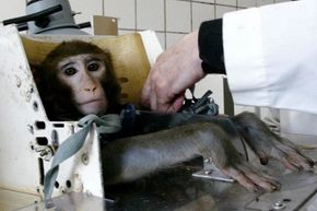 Russian scientists prepare a monkey for space-medicine-related testing.