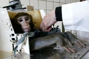 monkey animal testing
